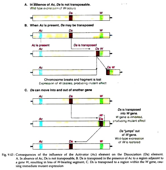 Consequences of the Influence of the Activator