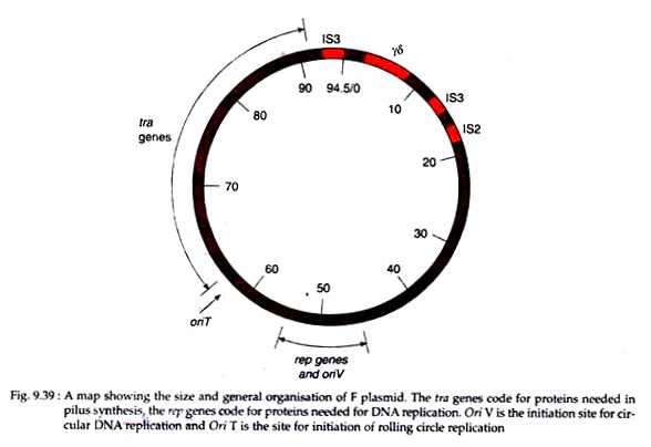 Size and General Organisation of F Plasmid