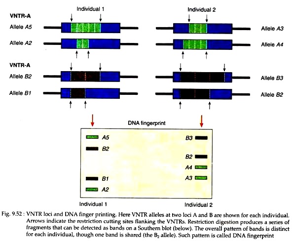 VNTR Loci and DNA Finger Printing