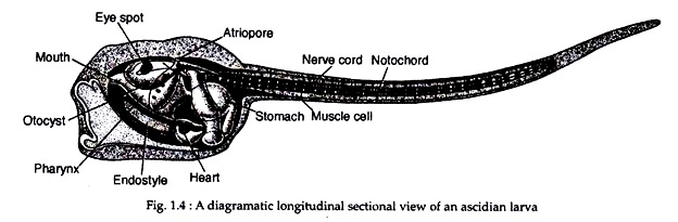 Longitudinal Sectional View of Ascidian Larva