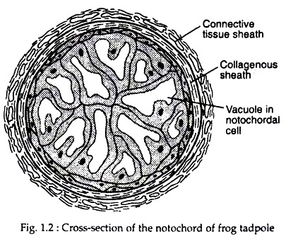 Cross-Section of the Notochord of Frog Tadpole