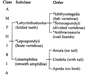 Classification Scheme of Amphibia
