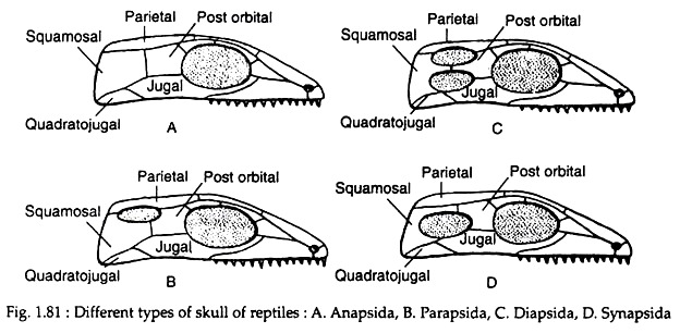 Different Types of Skull of Reptiles
