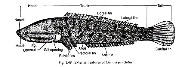 External Features of Channa Punctatus