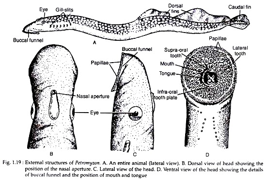 External Structures of Petromyzon