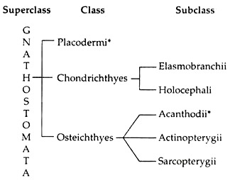 Superclass, Class and Subclass