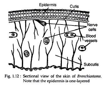 Skin of Branchiostoma