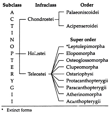 Subclass, Infraclass and Order