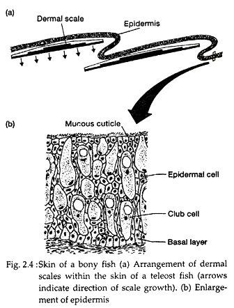 Skin of a Bony Fish