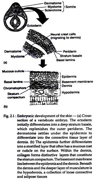 Embryonic Development of the Skin