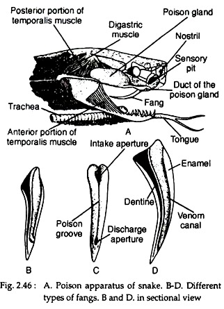 Poison Apparatus of Snake and Different Types of Fangs