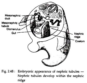 Embryonic Appearance of Nephric Tubules
