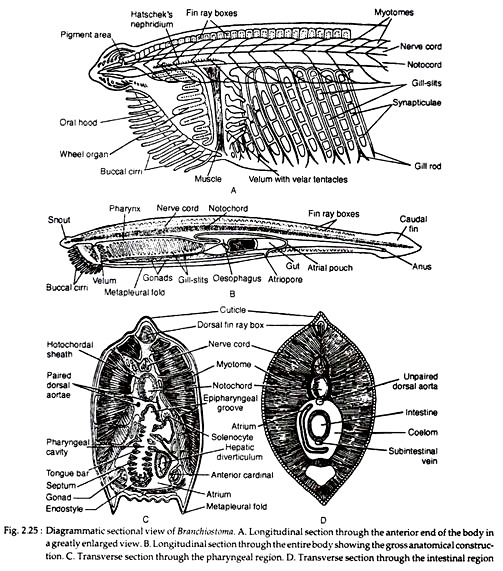 Branchiostoma