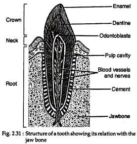 Structure of a Tooth