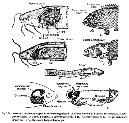 Accessory Respiratory Organs in Air-Breathing Teleosts