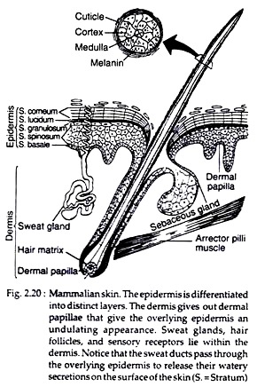 Mammalian Skin