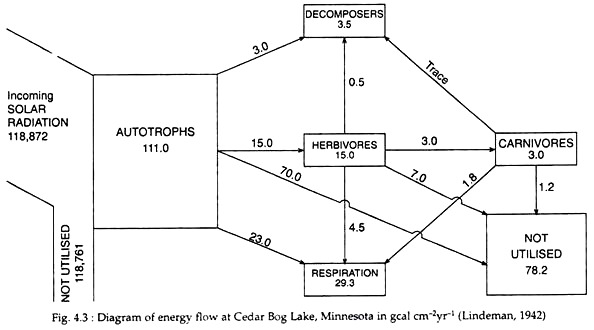 Energy Flow at Cedar Bog Lake, Minnesota