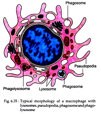 Typical Morphology of a Macrophage
