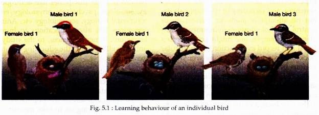 Learning Behaviour of an Individual Bird