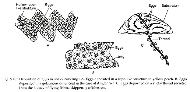 Deposition of Eggs in Sticky Covering