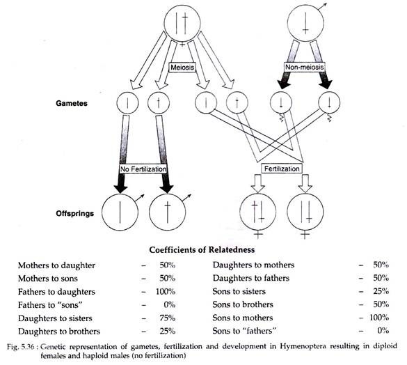 Genetic Representation of Gametes, Fertilization and Development