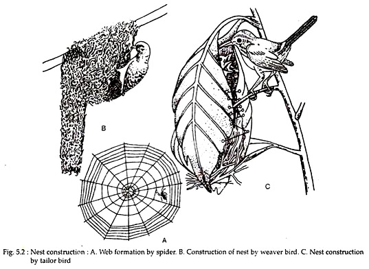 Nest Construction