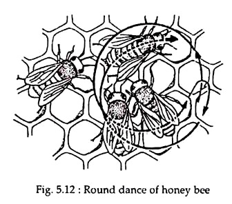 Round Dance of honey bee