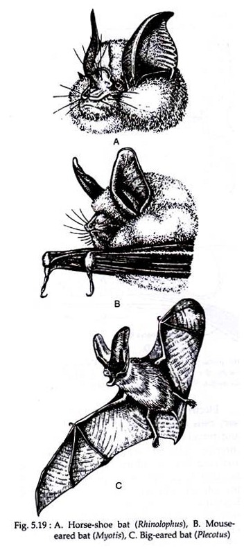 Horse-Shoe Bat, Mouse-Eared Bat and Big-Eared Bat