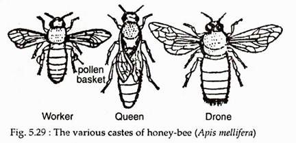 Various Castes of Honey-Bee