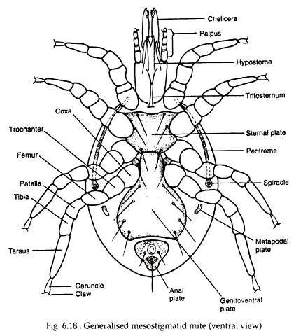 Generalised Mesostigmatid Mite