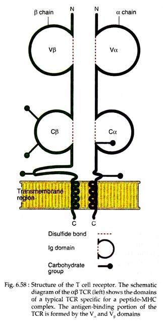 Structure of the T Cell Receptor