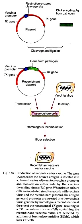 Production of Vaccinia Vector Vaccine