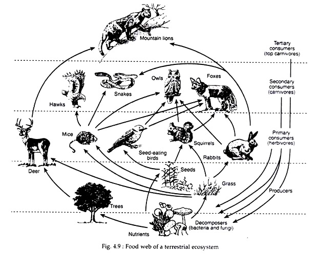 Food Web of a Terrestrial Ecosystem