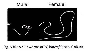 Adult Worms of W.bancrofti