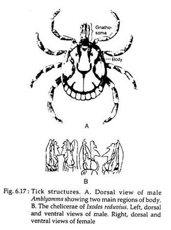 Tick Structures
