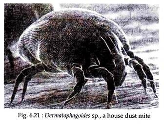 Dermatophagoides sp., a House Dust Mite
