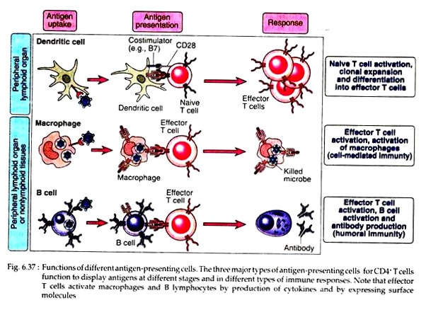 Functions of Different Antigen-Presenting Cells