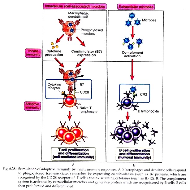 Stimulation of Adaptive Immunity