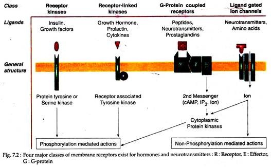 Four Major Classes of Membrane Receptors Exist