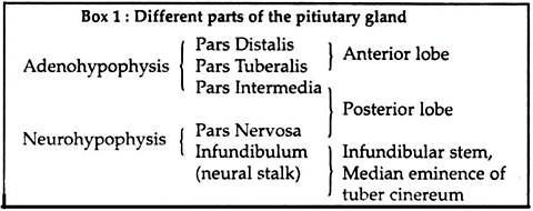 Different parts of pituitary gland