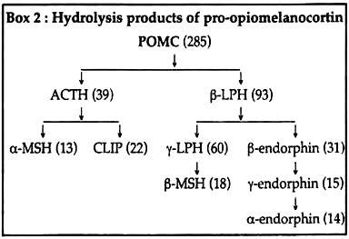 Hydrolysis Products of Pro-Opiomelanocortin