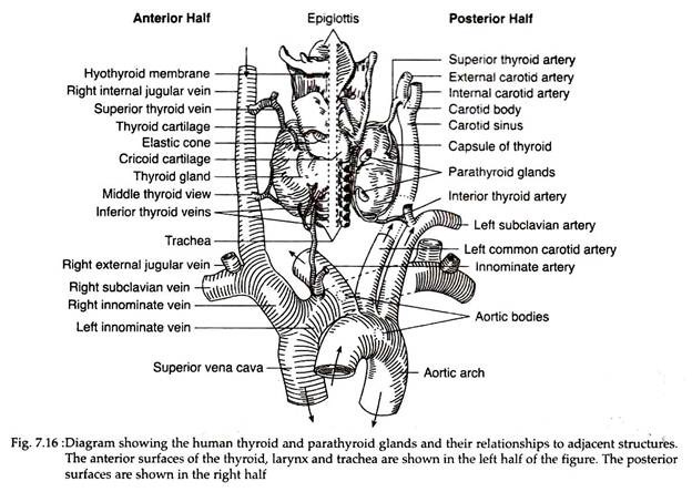 Human Thyroid and Parathyroid Glands