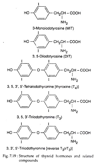 Structure of Thyroid Hormones