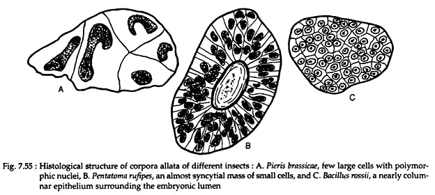 Histological Structure of Corpora Allata