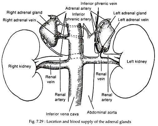 Location and Blood Supply of the Adernal Glands