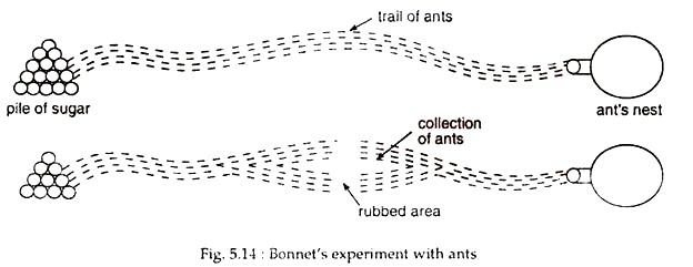 Bonnel's Experiment with Ants
