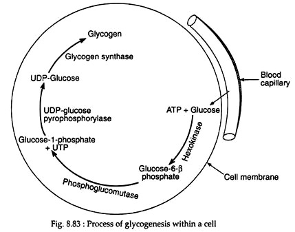 Process of Glycogenesis within a Cell