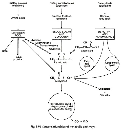 Interrelationships of Metabolic Pathways