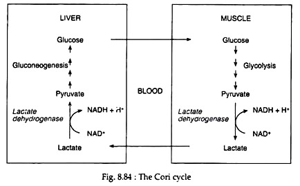 Cori Cycle