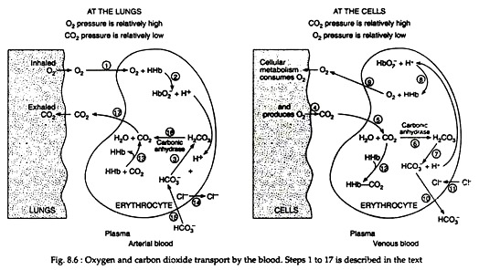 Oxygen and Carbon Dioxide Transport by the Blood